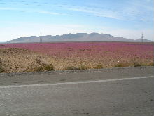 The blossoming desert