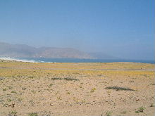 Blossoming desert near Chaaral