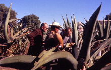 A Tlachiquero gathers the juice of the agave plant with an acocote while brother Hermann Luyken and friend Dexter Clow watch (ca. 1965)
